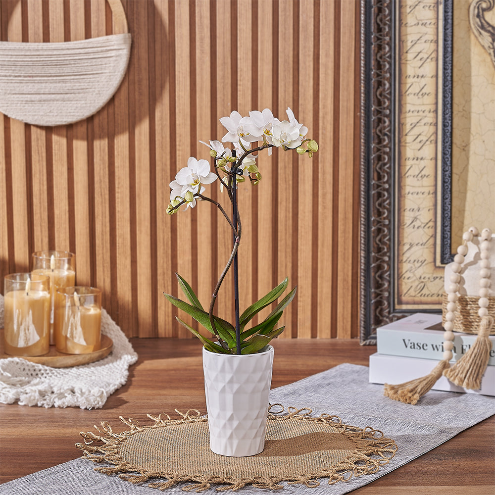 Mini Orchid Plant with White Flowers – how the gift is presented