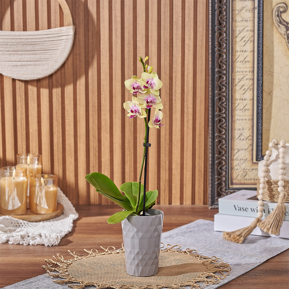 Yellow Mini Orchid – how the gift is presented