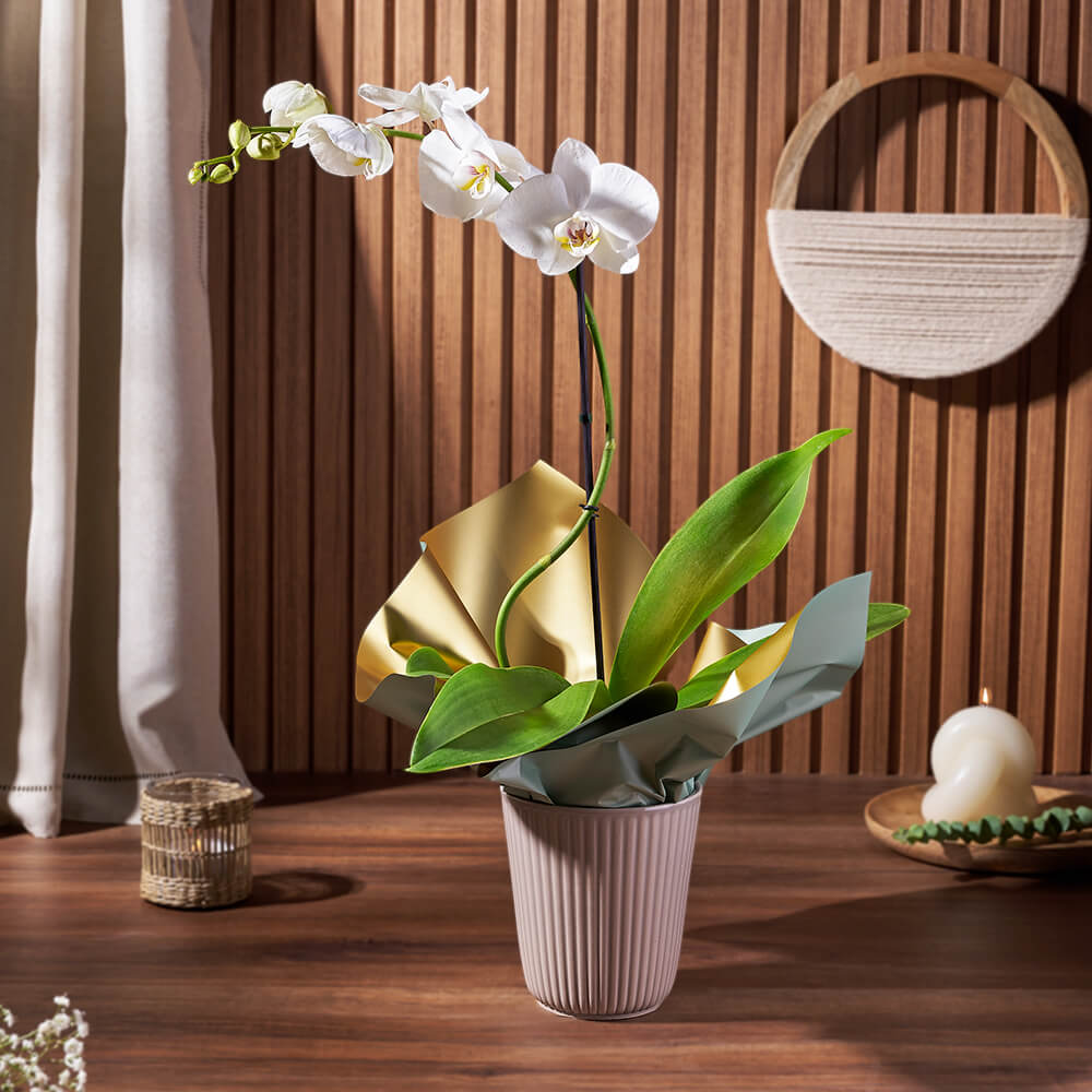 White Orchid Plant in Ceramic – how the gift is presented