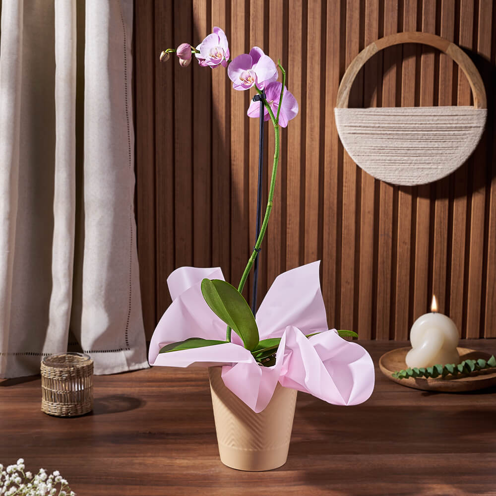 Indoor Orchid Plant – how the gift is presented