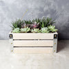 Amesbury Succulent Crate from Rhode Island Baskets - Rhode Island Delivery