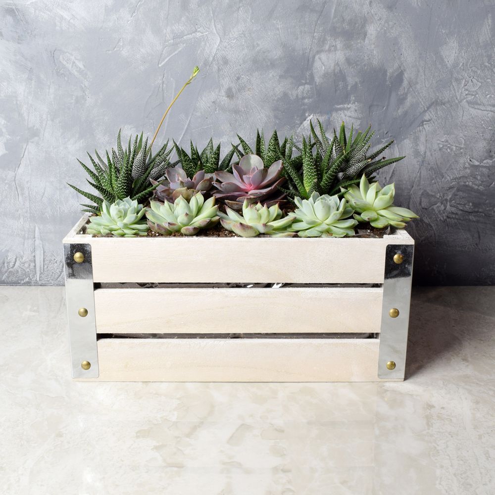 Amesbury Succulent Crate from Rhode Island Baskets - Rhode Island Delivery