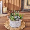 With the Generous Succulent Gift, enjoy a beautiful and vibrant plant gift that is sure to brighten up any space, Rhode Island delivery