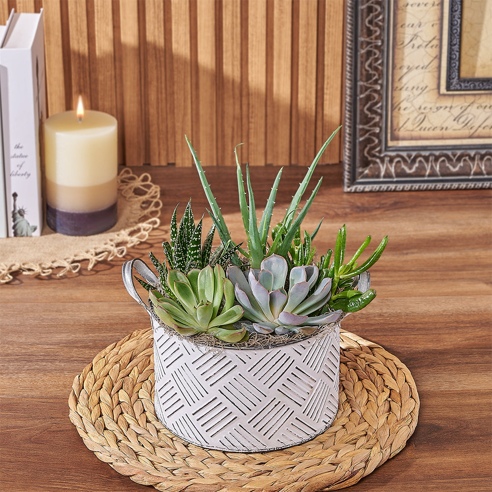 succulent things Generous Succulent Gift – Rhode Island Baskets – Rhode Island Delivery