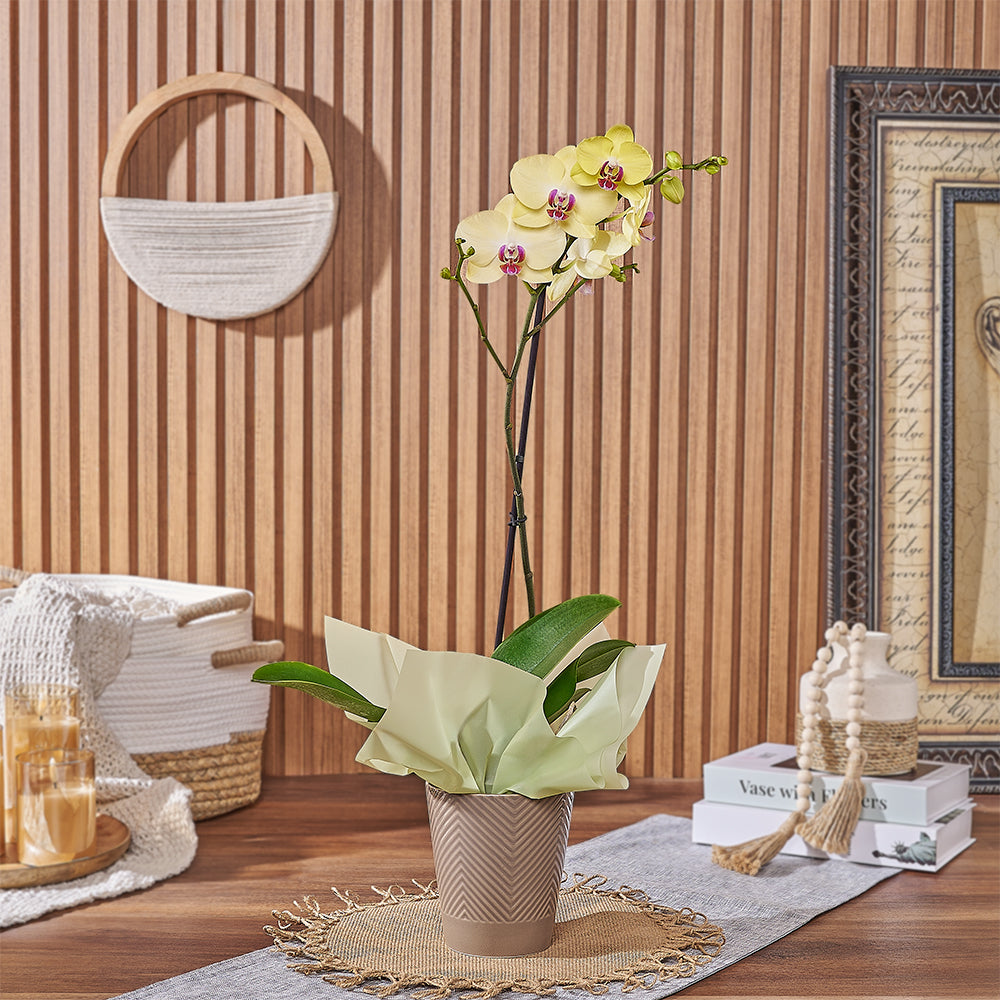 Phalaenopsis Orchid Plant in Ceramic Planter – how the gift is presented