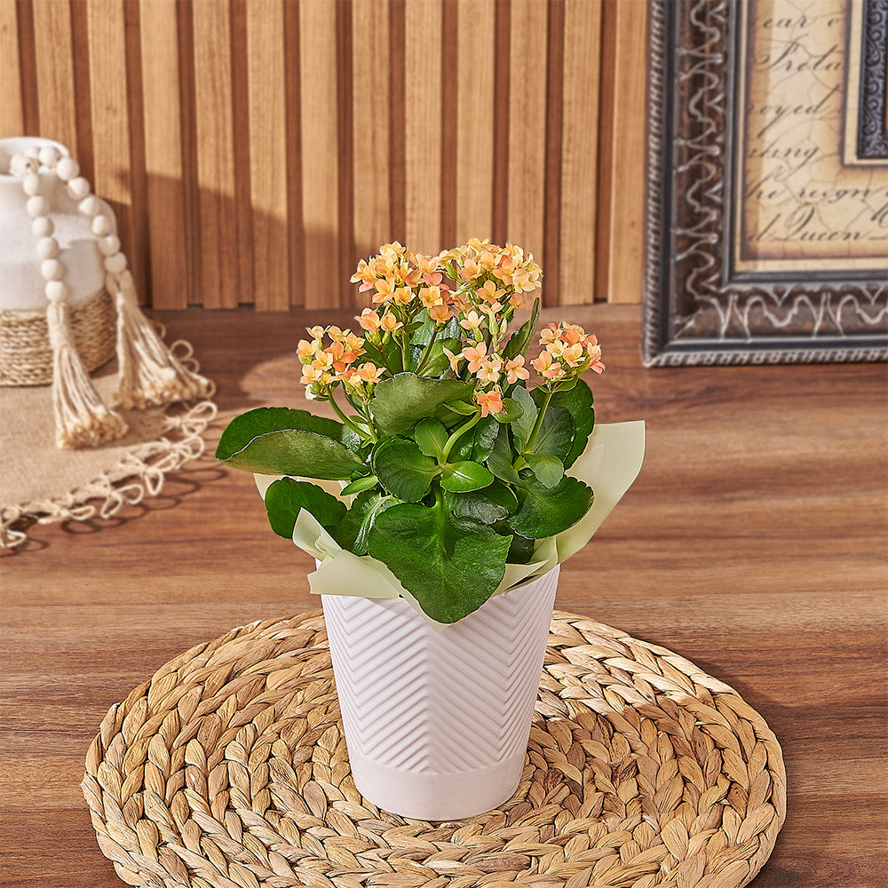 Modern Planter with Assorted Kalanchoe Plant – how the gift is presented