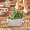 Little Oasis Succulent Garden from Rhode Island Baskets - Plant Gift - Rhode Island Delivery