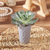 Modern Potted Succulent from Rhode Island Baskets - Plant Gift - Rhode Island Delivery