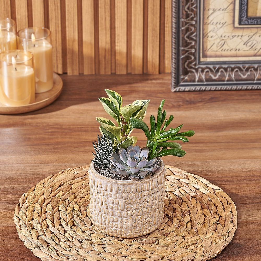 Natural Succulent Plant Gift, plant gift, plant, succulent gift, succulent, Rhode delivery