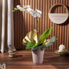 Pearl Essence Exotic Orchid Plant from Rhode Island Baskets - Plant Gift - Rhode Island Delivery