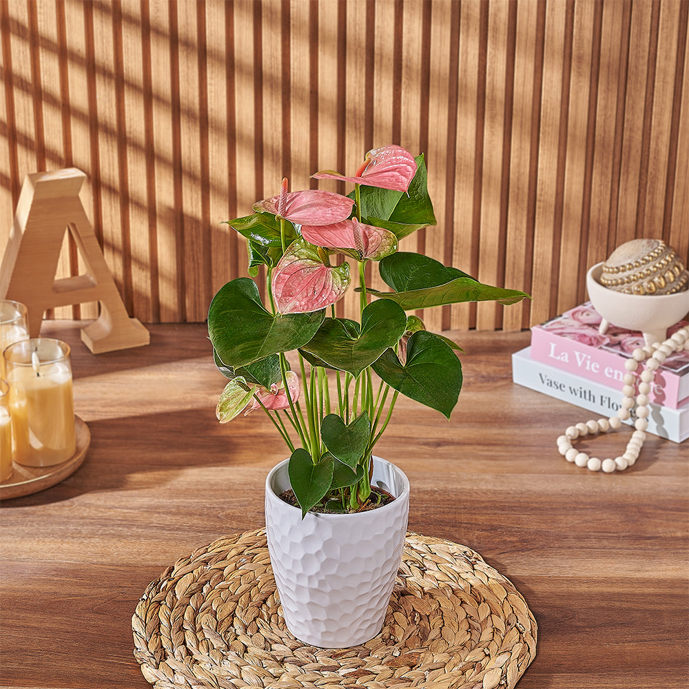 Custom Mothers Day Gift Baskets - Pink Anthurium Plant