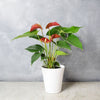 Potted Anthurium Plant - Plant Gift - Rhode Island Baskets - Rhode Island Delivery