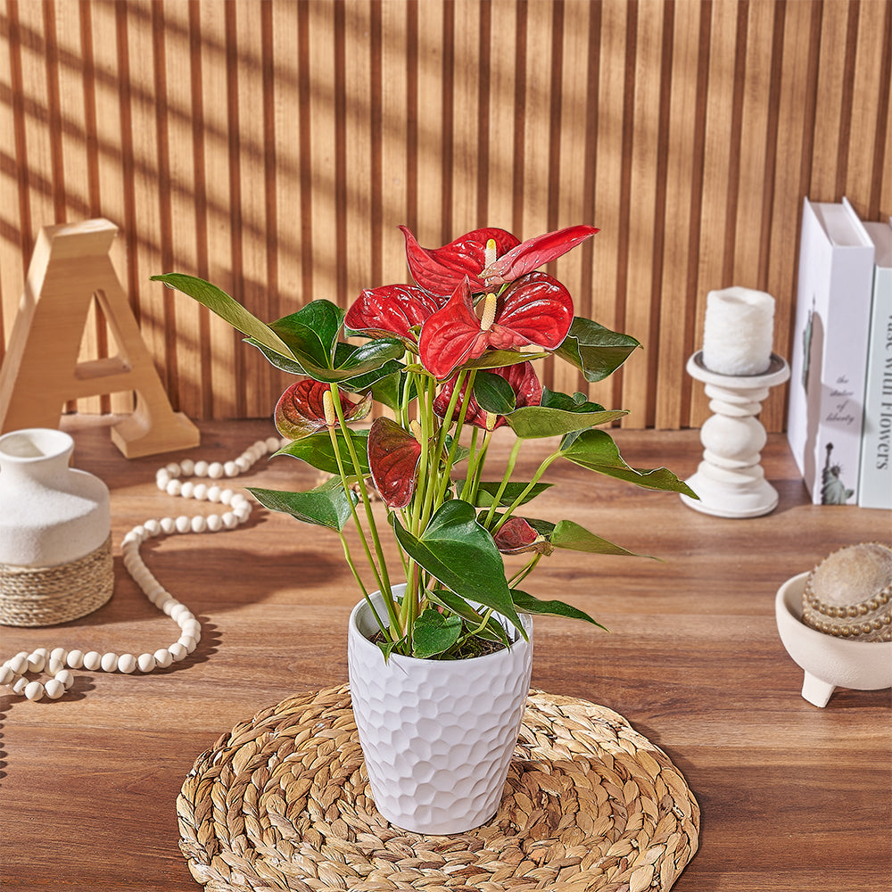 Potted Anthurium Plant, plant gift, plant, floral gift, floral, Rhode Island delivery