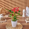 Potted Anthurium Plant, plant gift, plant, floral gift, floral, Rhode Island delivery