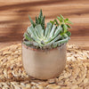 Potted Succulent Trio, plant gift, plant, succulent gift, succulent, Rhode Island delivery