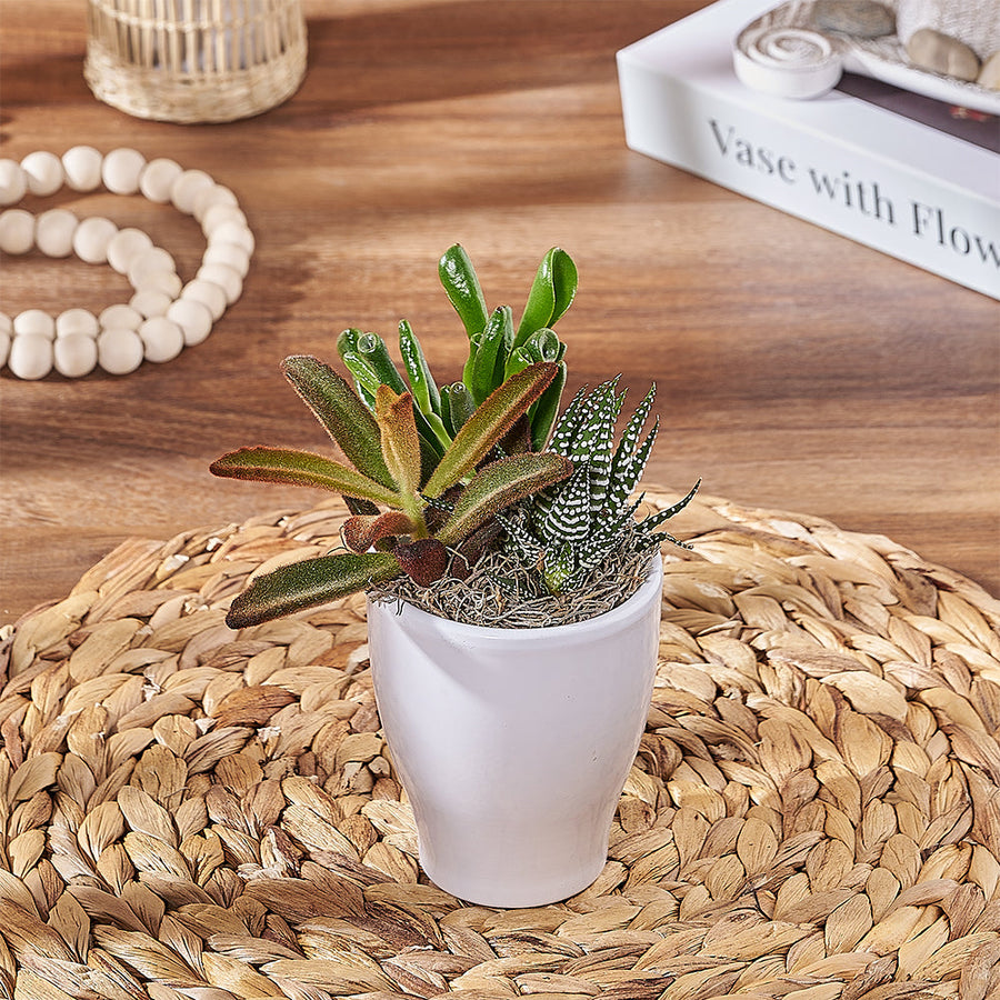 Potted Plants - Rhode Island Baskets