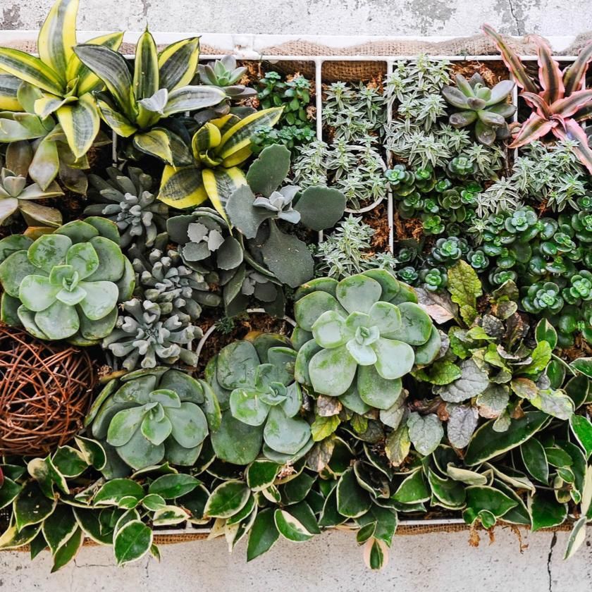 Succulents & Cacti from Rhode Island Baskets - Plant Gift - Rhode Island Delivery