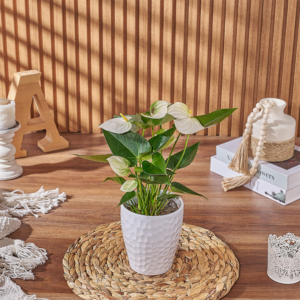Send the White Anthurium Plant to anyone who loves a beautiful and natural plant gift, Rhode Island delivery