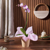 Wondrous Orchid Gift, orchid gift, orchid, plant gift, plant, flower gift, flower, Rhode Island delivery