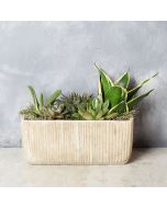 Indoor Succulent Garden, floral gift baskets, gift baskets, succulent gift basket