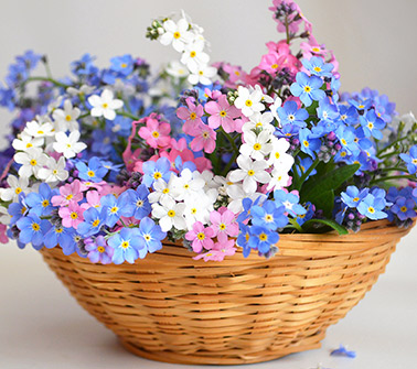 Flower Gift Baskets Delivered to Rhode Island